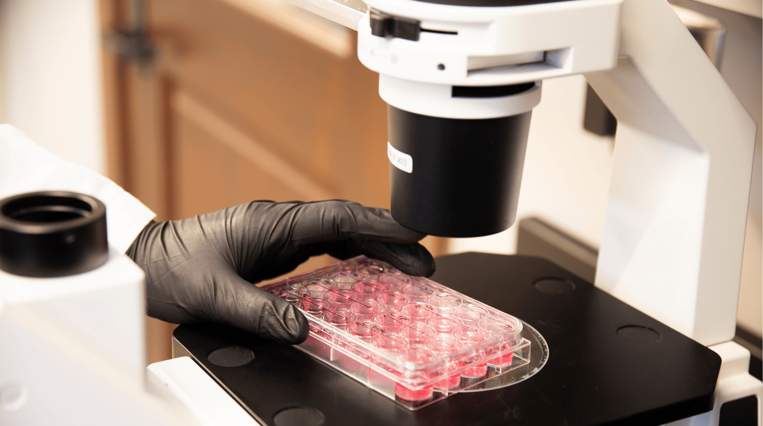 A gloved hand places a plastic slide containing pink liquid on a microscope.